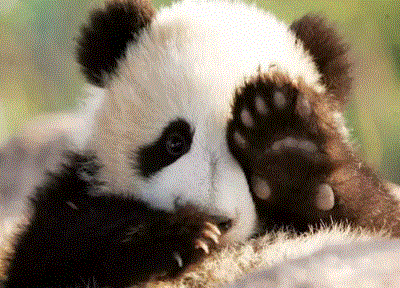 曾有个女人将活体大熊猫走私出中国，海关登记：携带哈巴狗一只 - 4