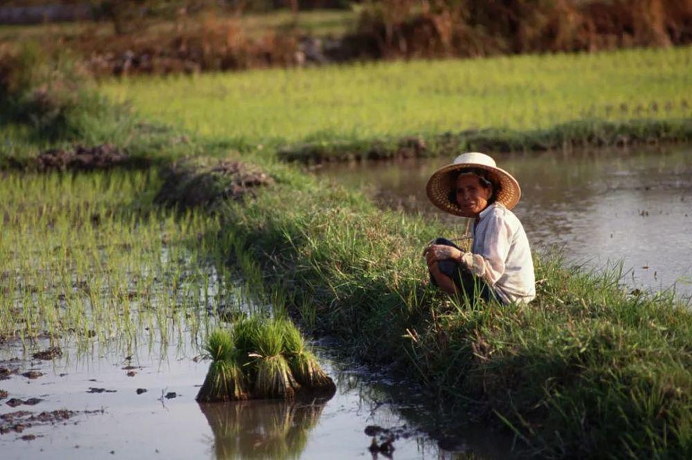 全球粮食再响警报！大米也紧张了：泰国要联手越南提高米价 - 1