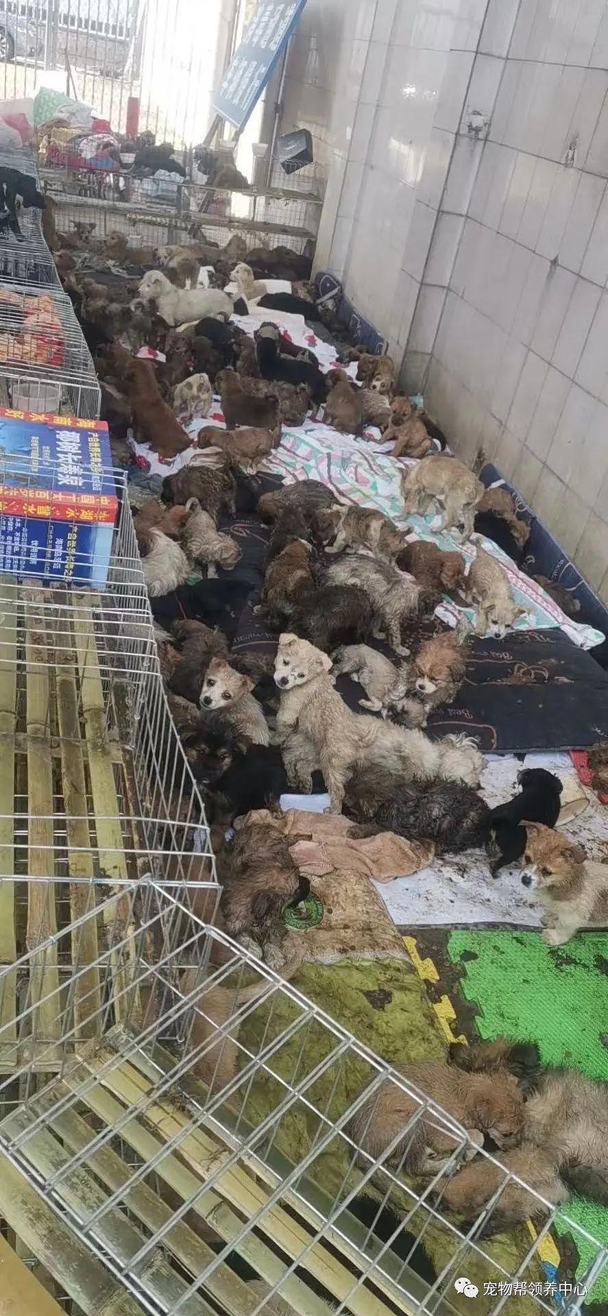 紧急扩散！500 多只小奶狗从玉林贩运到海南，3 天已饿死病死 100 多只 . - 13