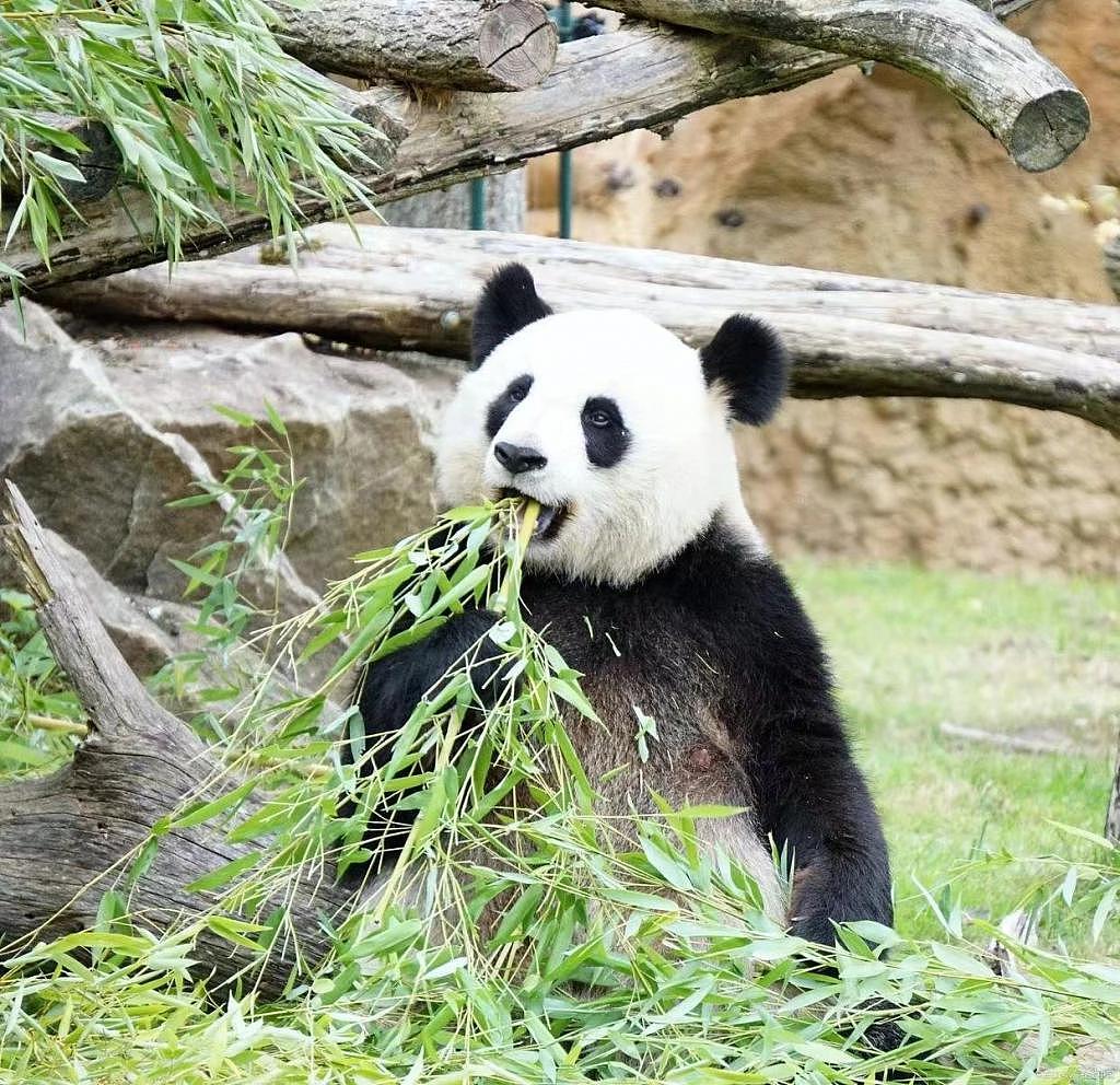 熊猫丫丫还没送回来，孟菲斯动物园却说要再租借一对年轻熊猫，怎么好意思的？ - 4