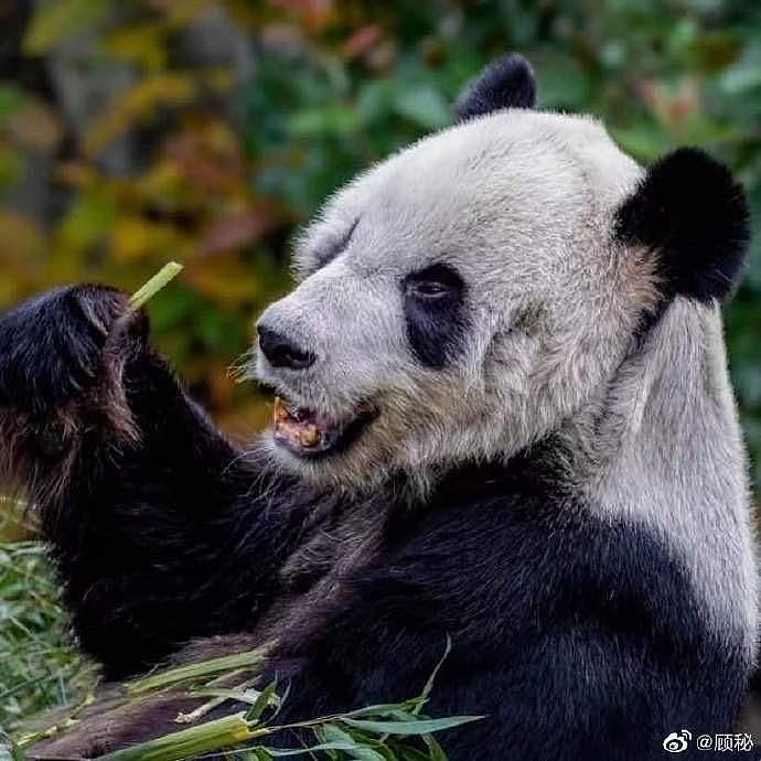 在美国遭受“虐待”的两只中国大熊猫，终于要接你们回家了… - 6