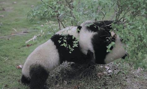 在美国遭受“虐待”的两只中国大熊猫，终于要接你们回家了… - 2
