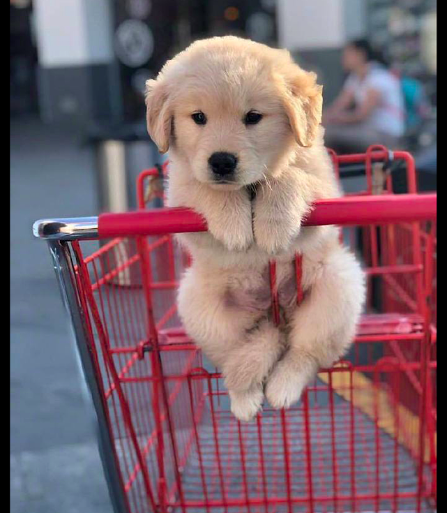 主人逛超市，把狗狗放在了购物车上，看它的表情别提有多高兴了！ - 1