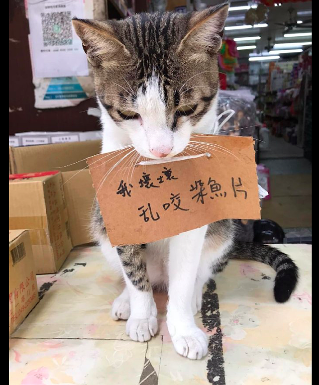老板在卖浆鱼片，让一只猫咪挂着牌子吸引顾客，猫：挂牌示众？ - 1