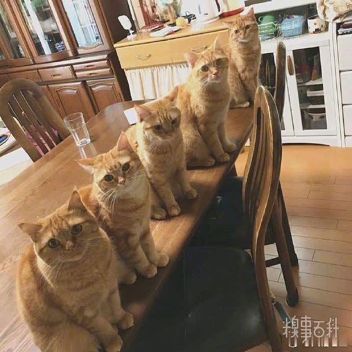 网友家养了5只大橘猫