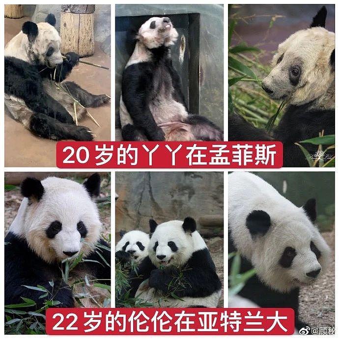 在美国遭受“虐待”的两只中国大熊猫，终于要接你们回家了… - 16