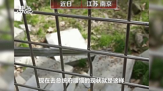 南京总统府曾征集流浪猫捕鼠，说它们是“镇府之宝”，如今却不管猫咪死活了？ - 13