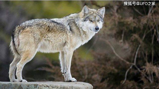 为何狼喜欢杀死同类？狼行为学专家潜入狼群13年，狼群秘密被揭开 - 10