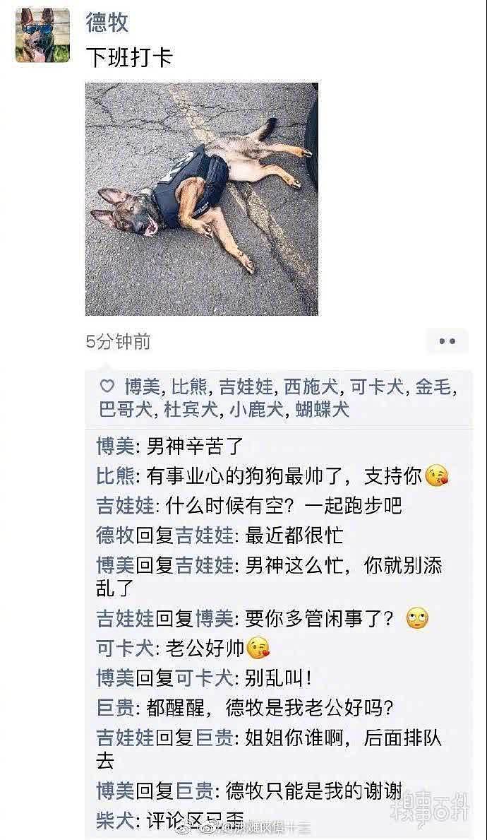 假如狗狗也有朋友圈，