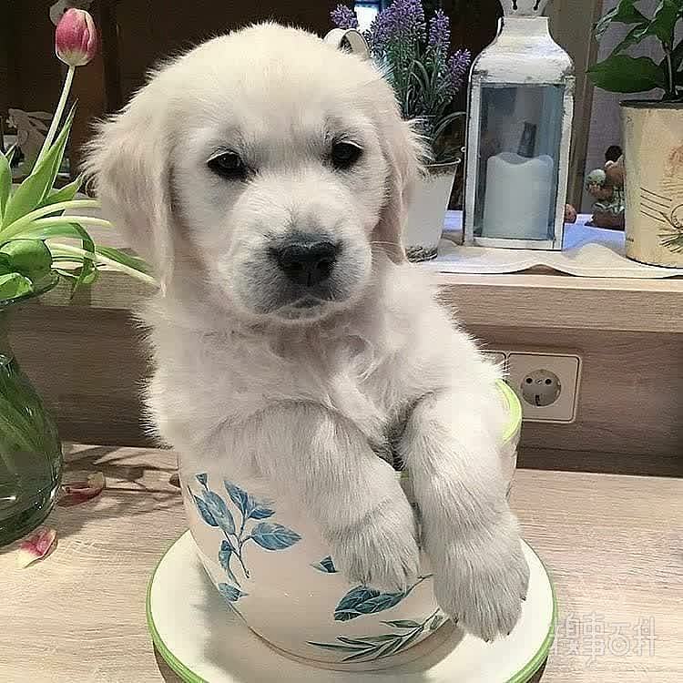 杯装小狗，碗装小狗