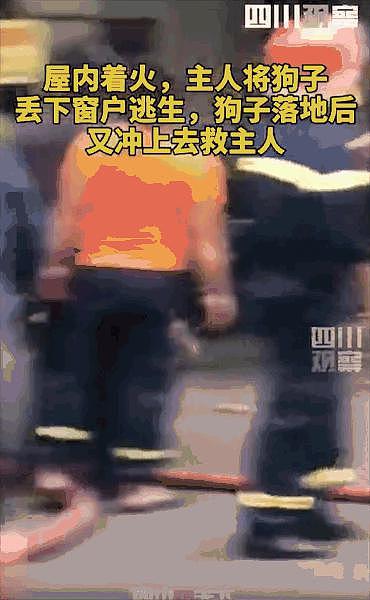 主人偷偷站在小狗身后，狗子嗅到气味的瞬间反应感动 600 万网友：它的爱永远单纯 . - 2