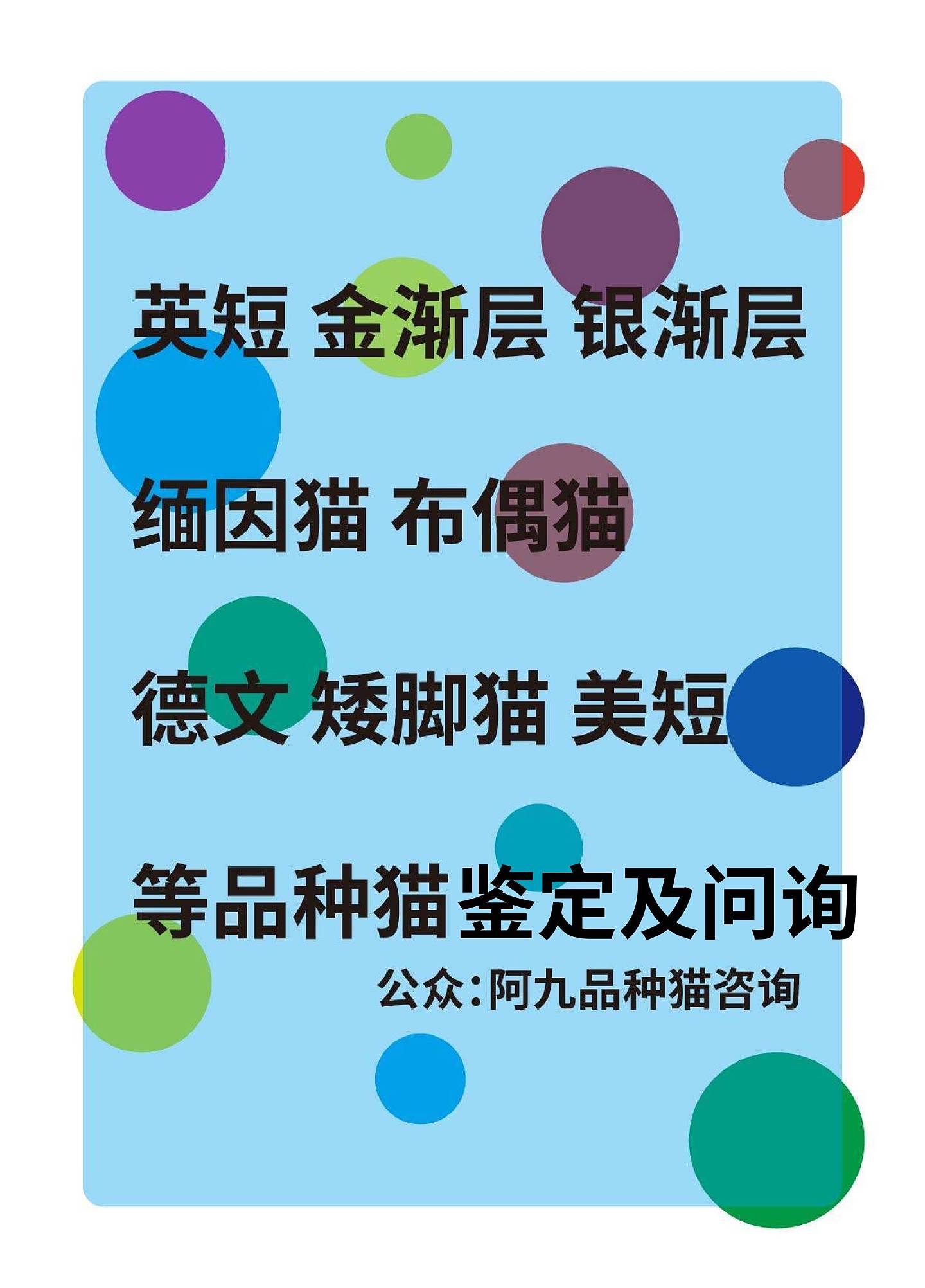 蓝金渐层毛尖色 金点毛尖色怎么看 ay11蓝金渐层毛尖色 蓝金渐层色号对比图 - 8