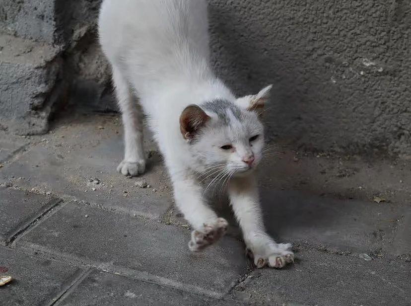 网友旅游捡了只流浪猫回家，结果评论区急了：它是网红猫，麻烦把它送回去 - 13