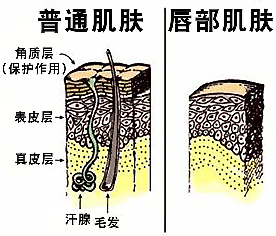 曼秀雷敦查出违禁成分被罚49万？你用的唇膏上黑名单了吗？ - 4