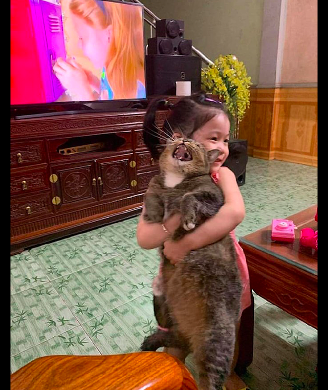 小女孩突然抱起猫，它一边叫一边在向主人求救：我的一世英名啊！ - 3