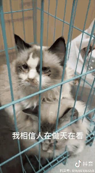 猫咖倒闭，猫猫们被遗弃在店里没食没水只能等死，猫咖到底是天堂还是地狱？ - 11