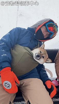 狗狗和主人去滑雪，竟在缆车上和小主人神同步歪头睡着了 ~ - 4