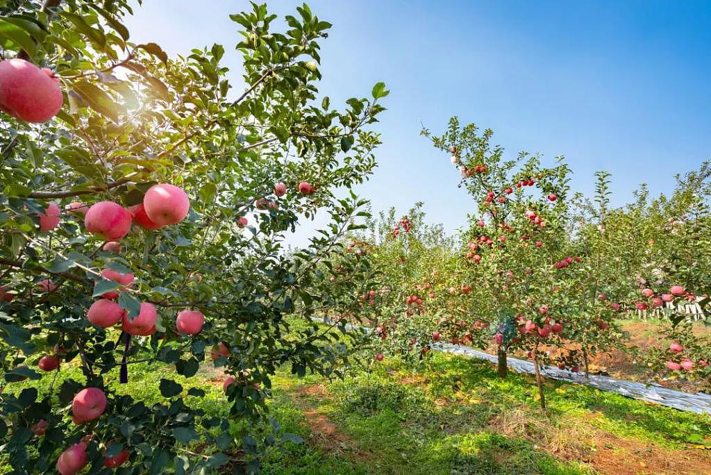困在苹果地里的陕西果农，按件计费 6 分钱，一亩地收入不到 2000 元 - 1