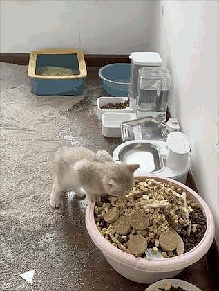 主人出门几天，给猫准备了一整盆猫粮冻干、满地猫砂，猫：我最后一餐吗？ - 5