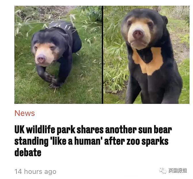 中国动物园的一头熊一夜之间火爆全球！国外媒体网友陷入疯狂：“它到底是熊还是人？！” - 24