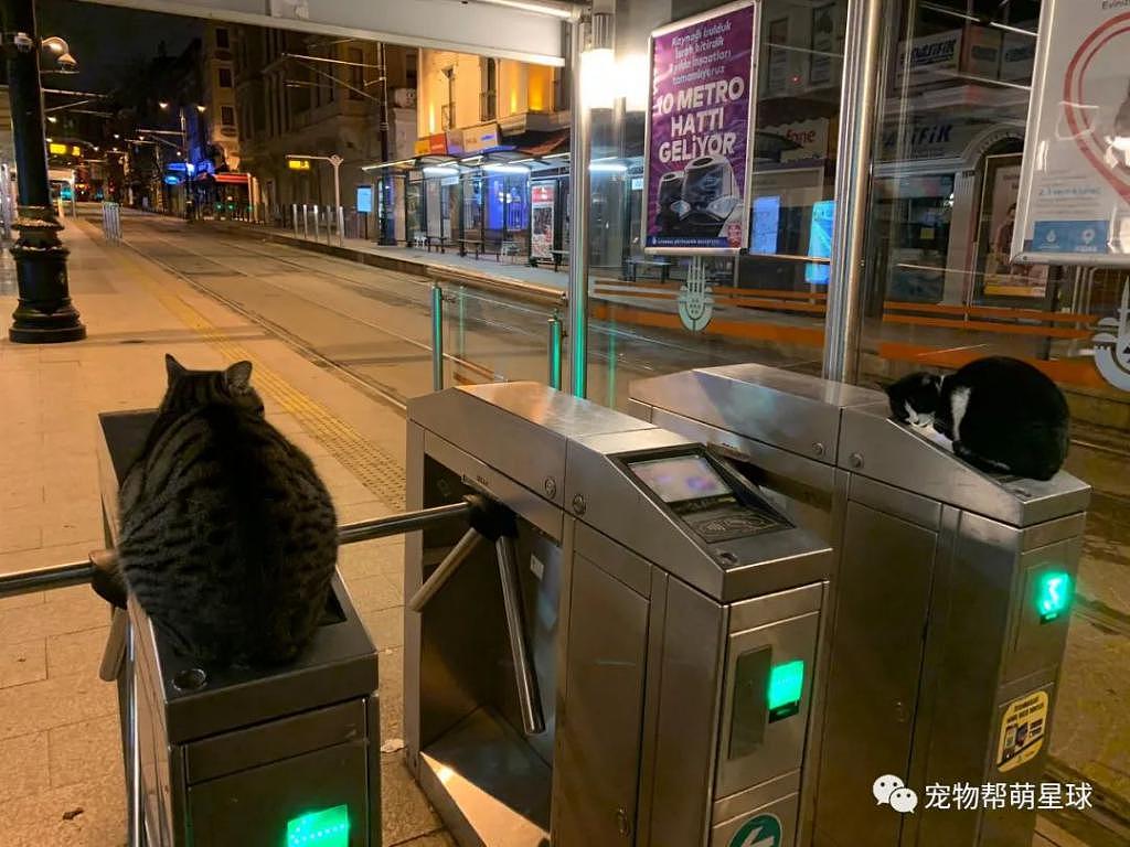 两只流浪猫霸占车站刷卡机，丰满身材盖的严严实实！哈哈 ~ - 2