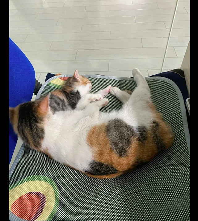 猫妈妈看到小猫在板凳上睡觉，直接把它当成了枕头，物尽其用？ - 3