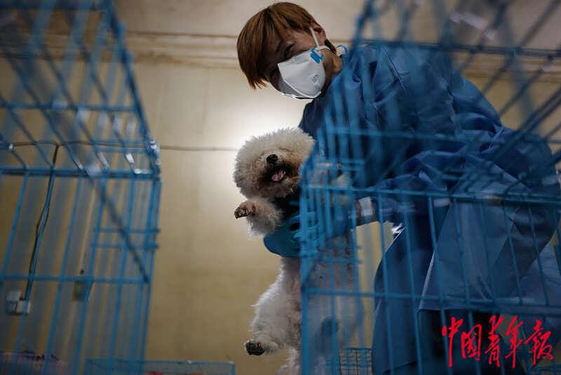 探访上海首个“动物方舱”：疫情下的温情与守护 - 8