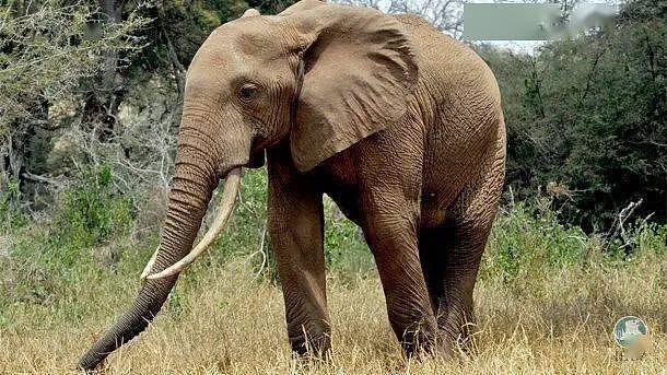 曾经有只大公象，象牙长到能搁在地上……直到盗猎者发现了它 - 2