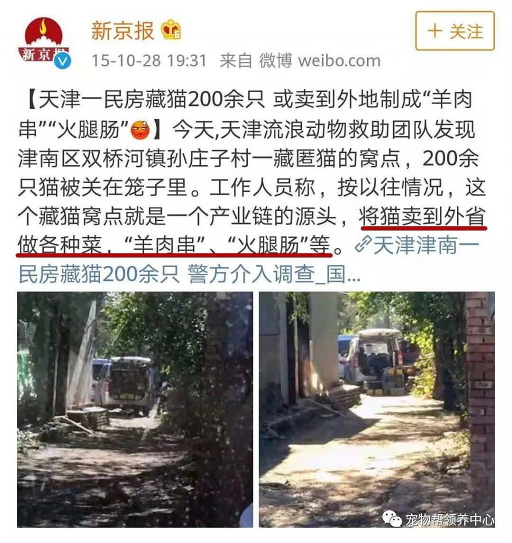 突发！扩散！上百只猫的偷猫窝点被一锅端，猫贩子入刑了！ - 10