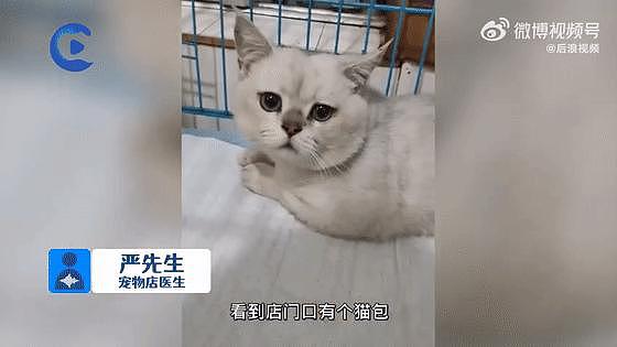 猫咪骨折后被遗弃在宠物店门口，店员将猫咪收养：善良的人就该被道德绑架？ - 11