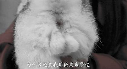 猫咪绝育，主人联合宠物医生演戏，结果…这是“认贼作母”啊！ - 1