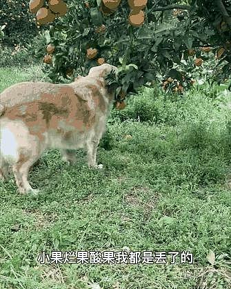 聪明狗狗帮主人摘橙子，网友争相购买，结果它却遭到了网暴… - 12