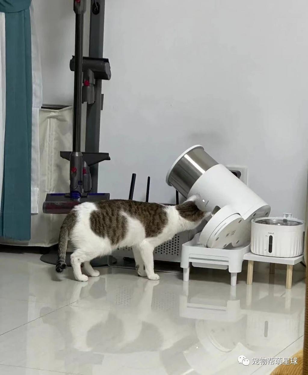 给猫咪买了一个自动喂食器，可没想到它却做出了这种事 . - 2