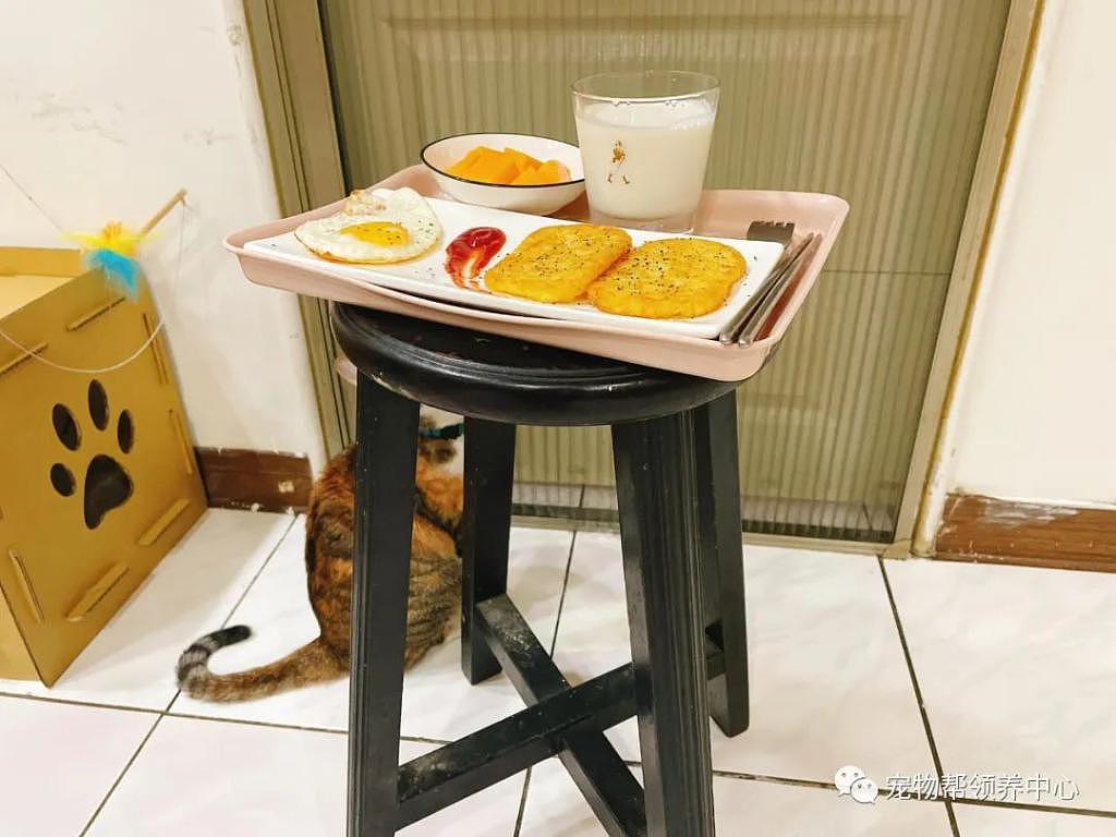 饭做好后，猫咪每天守在房门前，但却不是为了偷吃，真相感动了！ - 2