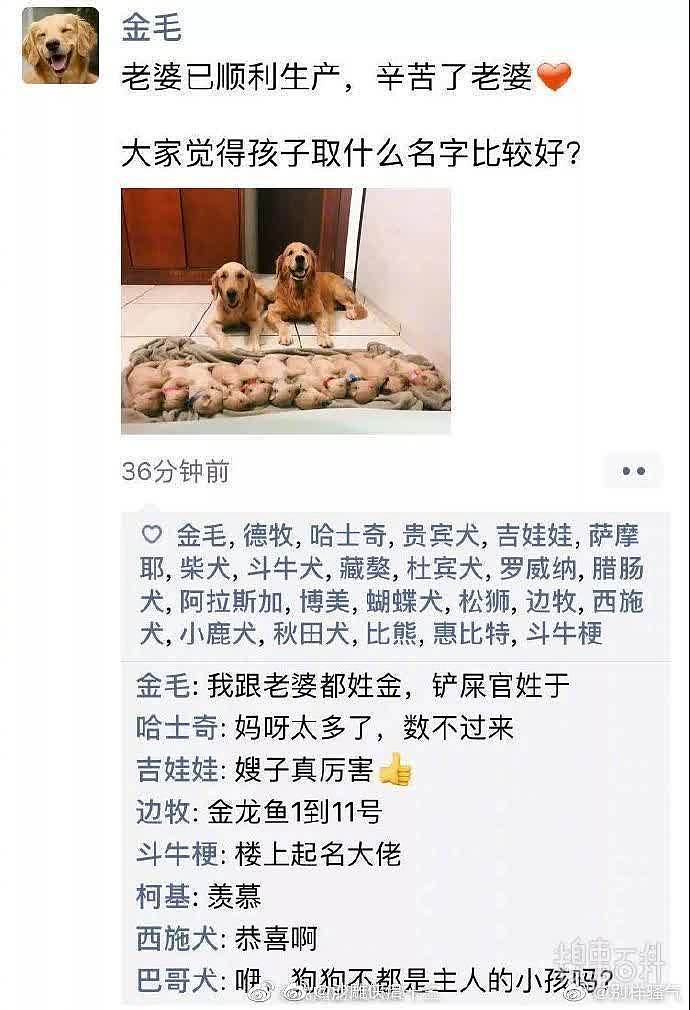 假如狗狗也有朋友圈，