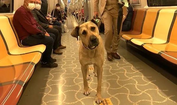 伊斯坦堡大黄狗Boji每天搭电车、地铁旅行30公里，礼貌等车变网红 - 1