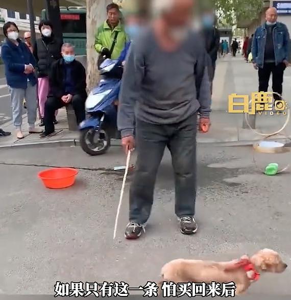 老人举棍子逼小狗街头表演，它满身是伤，网友却说：管得太宽了！ - 7