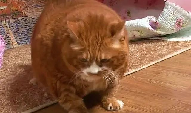 橘猫被取名叫“金针菇”，三年间却胖成20多斤，网友：这是杏鲍菇吧！ - 1
