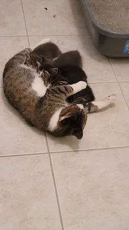 猫妈带孩子投靠，他回家浴室奶猫“2只变4只”，监视器曝惊人画面 - 4
