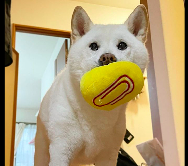 狗狗叼着球来找主人玩，被拒绝后表情好失望：为什么不陪我玩呢？ - 1
