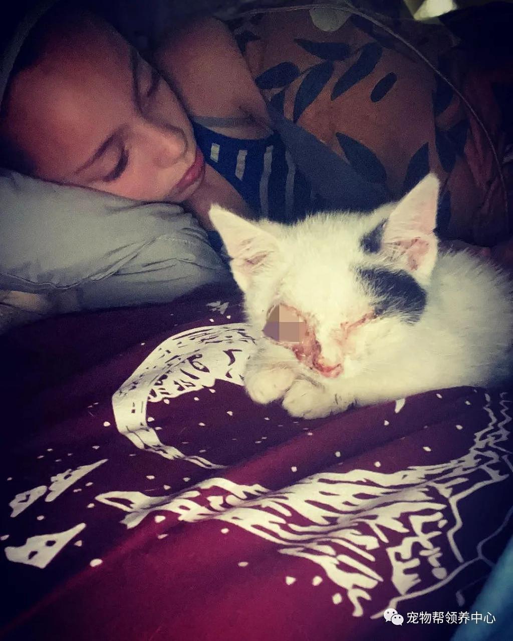 网友捡到重病的小奶猫，悉心照顾后它竟是这么窝心，又被治愈到了 - 3