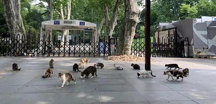 上海街头，已经被小猫小狗占领了？ - 3