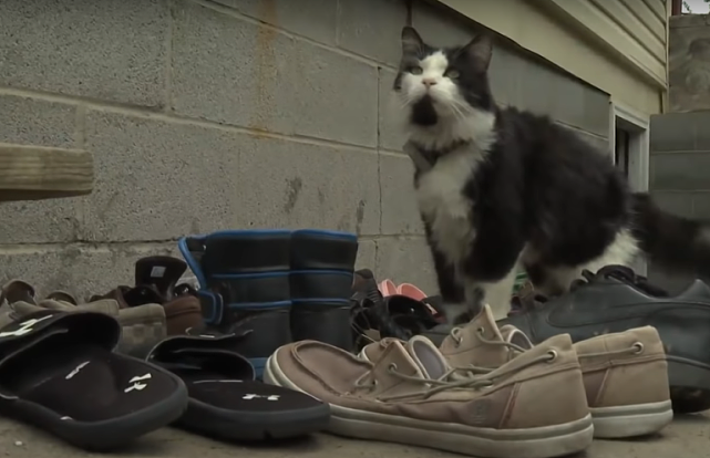 猫咪偷鞋上瘾，跑到12公里外偷回50只鞋，报答主人的救命之恩 - 5