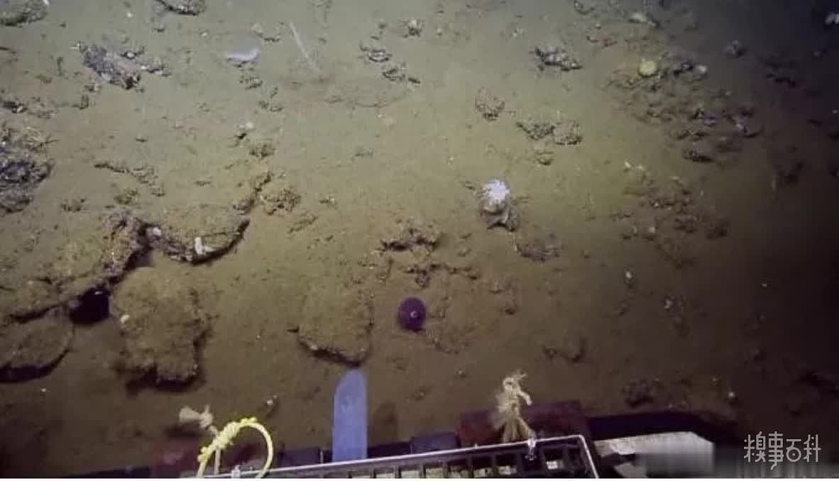 科学家在海底发现的这