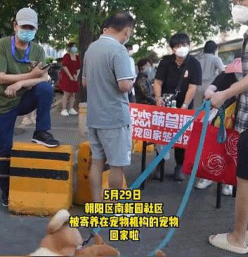 隔离结束，240 只宠物收获“抗疫小英雄”证书回家了，大北京真的太暖了…… - 3