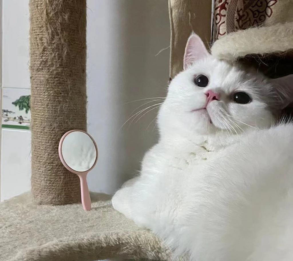 寻思一只猫能有多自恋，直到看到这只照镜子的猫 . - 2