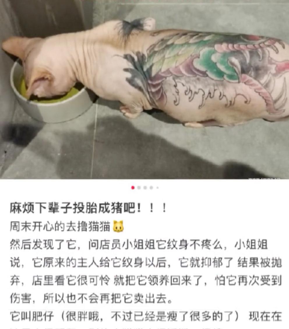 网友救了一只纹身无毛猫，呼吁大家别给猫纹身，猫贩子却找上门：你想用猫赚流量 . - 20