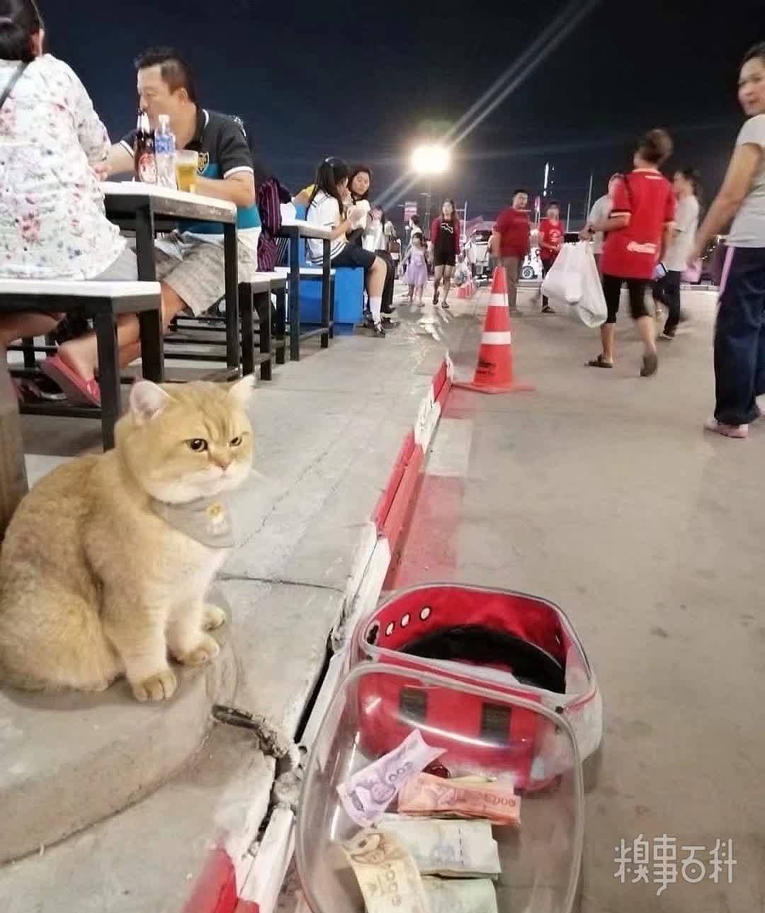 猫坐在路边等主人吃饭