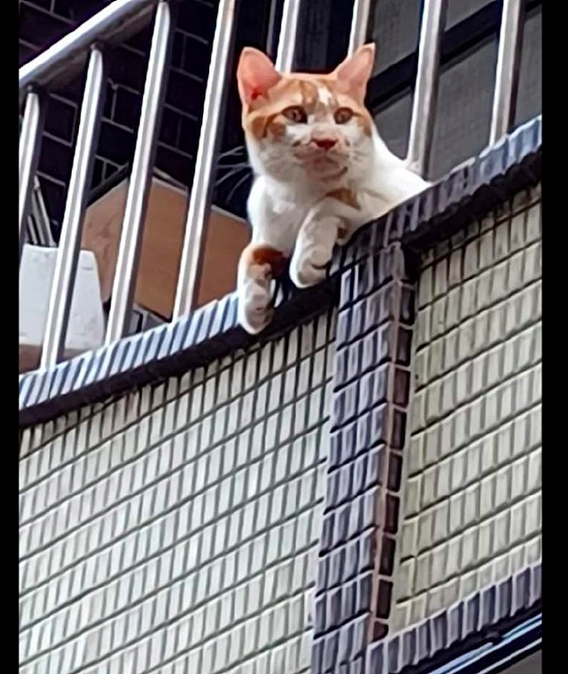 猫咪趴在阳台上望路过的人，看得是津津有味：哪个是最丑的人呢？ - 3