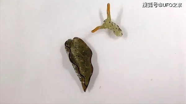 最强再生术：海蛞蝓自主断头再生，科学家惊呆：断头竟会生出身体 - 2